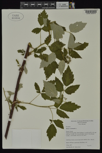 Rubus occidentalis image