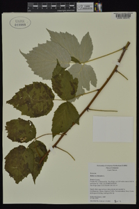 Rubus occidentalis image