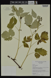 Rubus occidentalis image