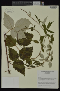 Rubus occidentalis image