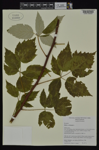 Rubus occidentalis image