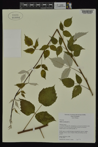 Rubus occidentalis image