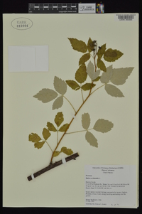 Rubus occidentalis image