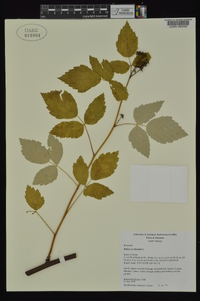 Rubus occidentalis image