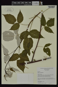 Rubus occidentalis image