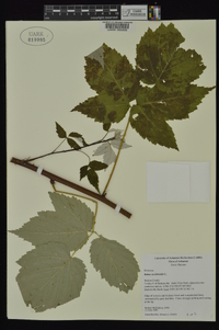 Rubus occidentalis image