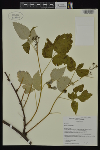 Rubus occidentalis image