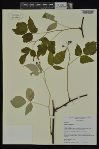 Rubus occidentalis image