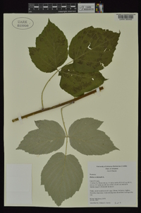 Rubus occidentalis image