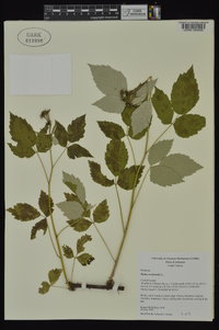 Rubus occidentalis image