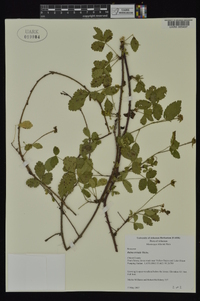 Rubus trivialis image