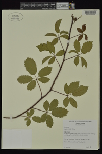 Rubus trivialis image