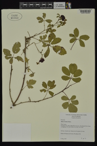 Rubus trivialis image