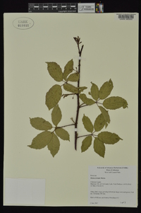 Rubus trivialis image