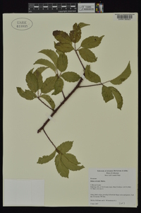 Rubus trivialis image