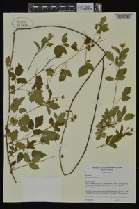 Rubus trivialis image