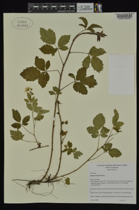 Rubus trivialis image