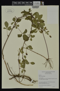 Rubus trivialis image