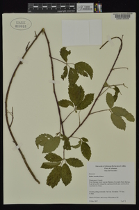 Rubus trivialis image