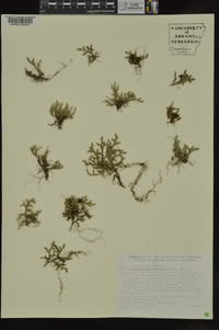 Selaginella rupestris image