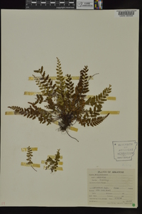 Asplenium bradleyi image