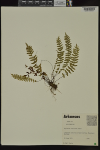 Asplenium resiliens image