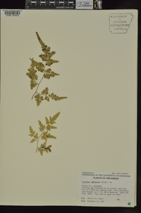 Lygodium japonicum image