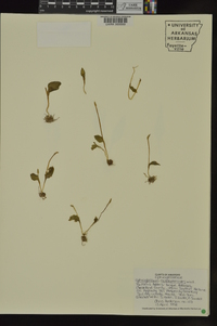 Ophioglossum crotalophoroides image