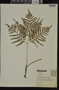 Pteridium aquilinum var. latiusculum image