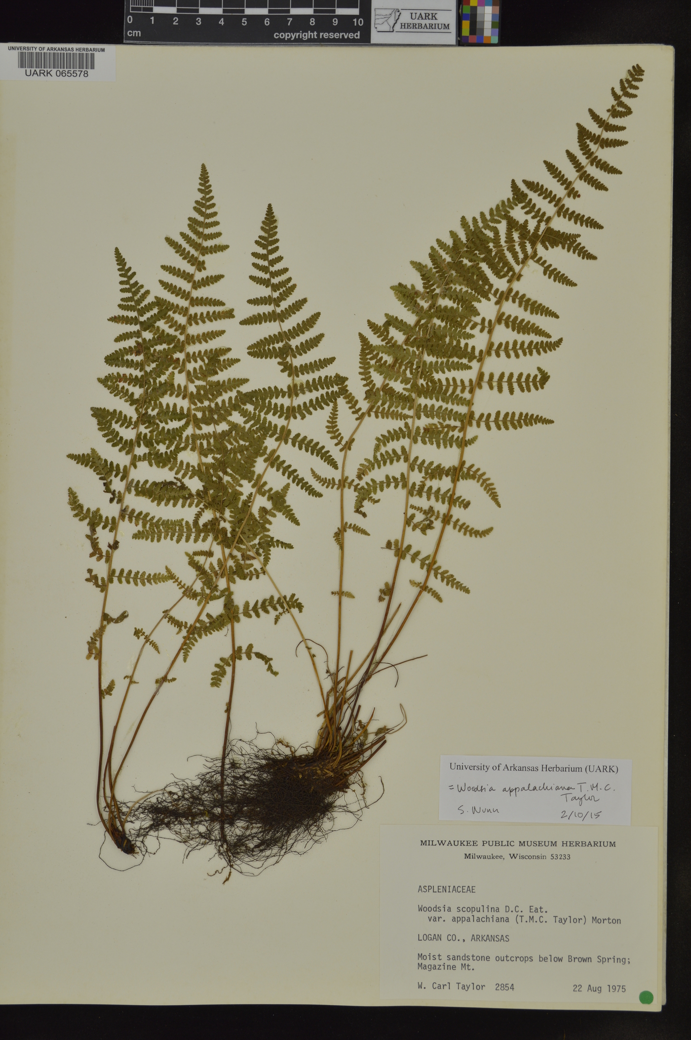 Woodsia appalachiana image