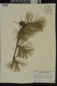 Pinus echinata image