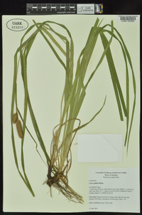 Carex typhina image