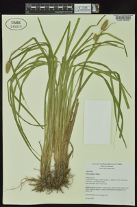 Carex typhina image