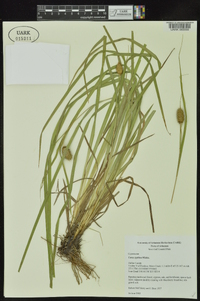 Carex typhina image