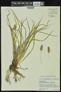 Carex typhina image