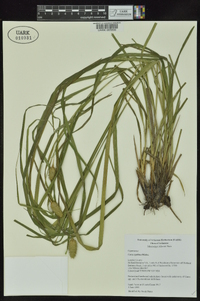 Carex typhina image