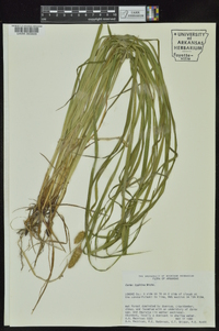 Carex typhina image