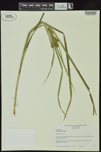 Carex typhina image