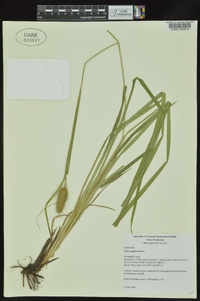 Carex typhina image