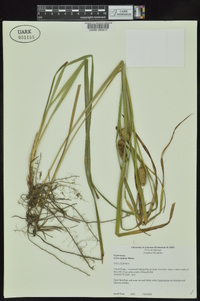 Carex typhina image