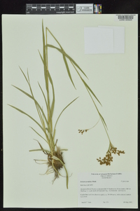 Scirpus pendulus image