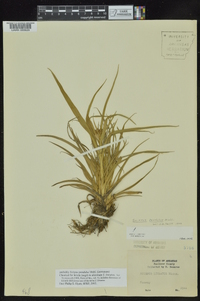 Scirpus pendulus image