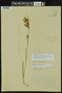 Scirpus pendulus image