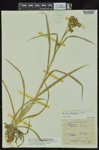 Scirpus pendulus image