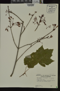 Acer rubrum var. rubrum image