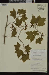 Acer saccharum var. leucoderme image