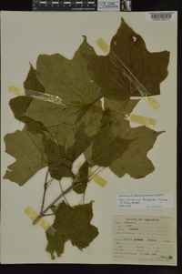 Acer nigrum image