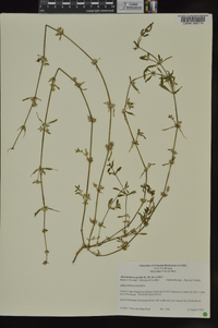 Alternanthera sessilis image