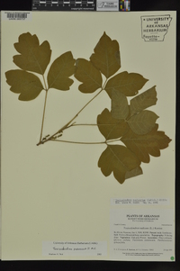 Toxicodendron pubescens image