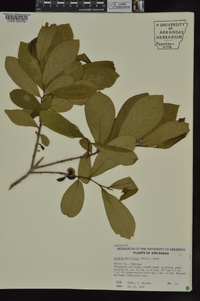 Asimina parviflora image